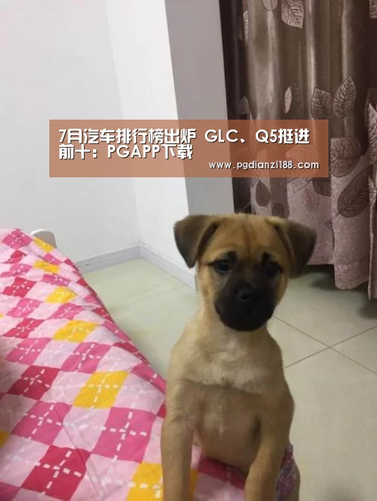 7月汽车排行榜出炉 GLC、Q5挺进前十:PGAPP下载(图2) PG真人麻将